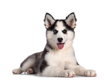 Tapılası Yakutian Laika köpek yavrusu, garip gözlü ve sevimli siyah maskeli. Yan yatıyorum. Kameraya doğru bakıyorum. Beyaz arkaplanda izole.