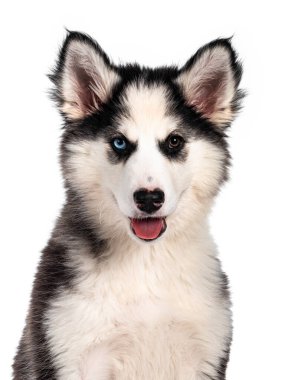 Yakutian Laika köpek yavrusu, garip gözlü ve sevimli siyah maskeli. Yüzü önde oturuyor. Kameraya doğru bakıyorum. Beyaz arkaplanda izole.