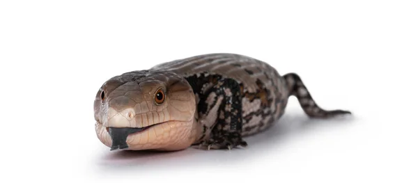 Detailaufnahme Eines Indonesischen Blauzungenskink — Stockfoto