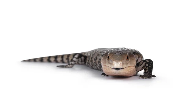 Imagen Detallada Skink Indonesio Lengua Azul — Foto de Stock