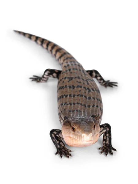 Imagen Detallada Skink Indonesio Lengua Azul — Foto de Stock