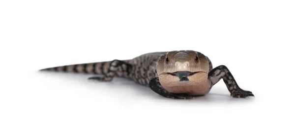 Tiro Detalhado Indonésio Língua Azul Skink — Fotografia de Stock