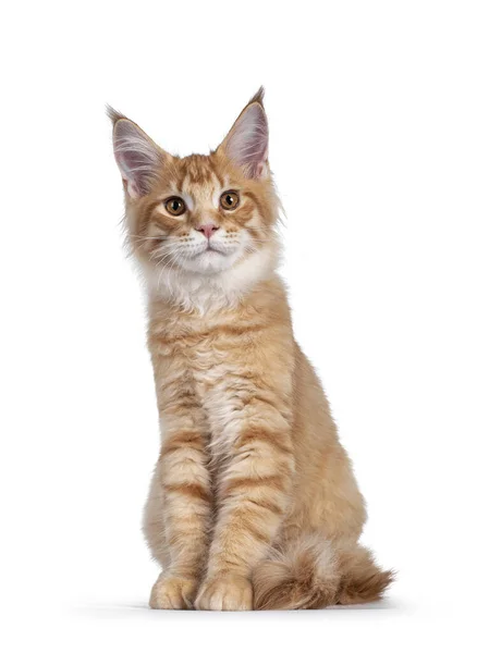 Guapo Rojo Naranja Maine Coon Gato Gatito Sentado Frente Mirando — Foto de Stock