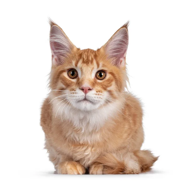 Bonito Vermelho Laranja Maine Coon Gato Gatinho Deitado Frente Para — Fotografia de Stock