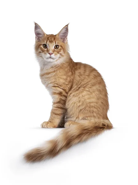 Fešák Červený Oranžový Maine Mýval Kočka Kotě Sedí Bok Boku — Stock fotografie