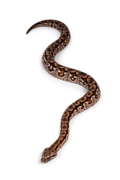 Acrantophis Dumerili Snake 불리는 바이어의 풍경이 위에서 내려다 보인다 배경에 — 스톡 사진