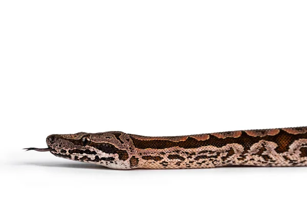 Dumeril Boájának Oldalnézeti Részletei Más Néven Acrantophis Dumerili Kígyófej Nyelvet — Stock Fotó