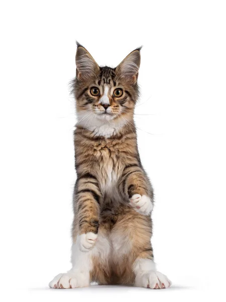 Cute Alert Brown Tabby White Maine Coon Cat Kitten Sitting — Stock Photo, Image