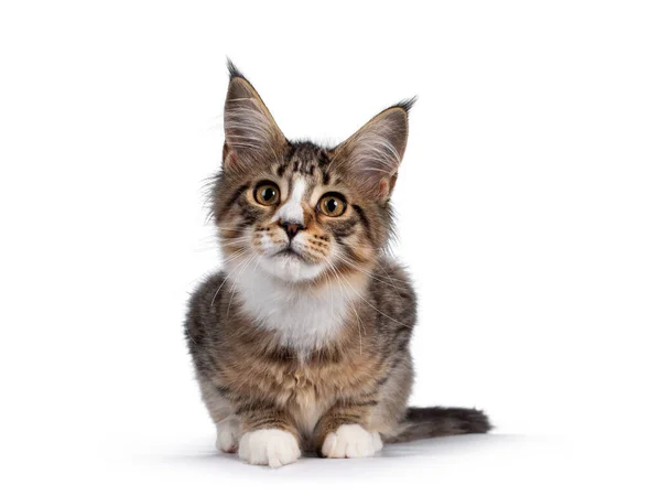 Cute Alert Brown Tabby White Maine Coon Cat Kitten Laying — Stock Photo, Image