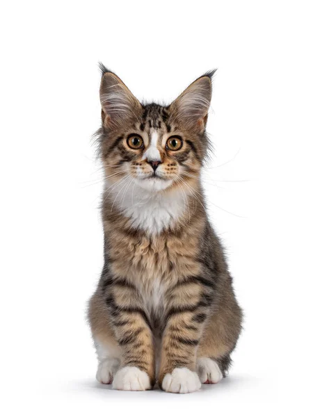 Carino Allarme Tabby Marrone Con Bianco Maine Coon Gatto Gattino — Foto Stock