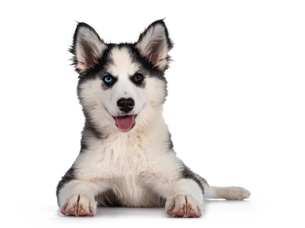 Adorable Yakutian Laika Dog Pup Odd Eyed Cute Black Masked — Stock Photo, Image