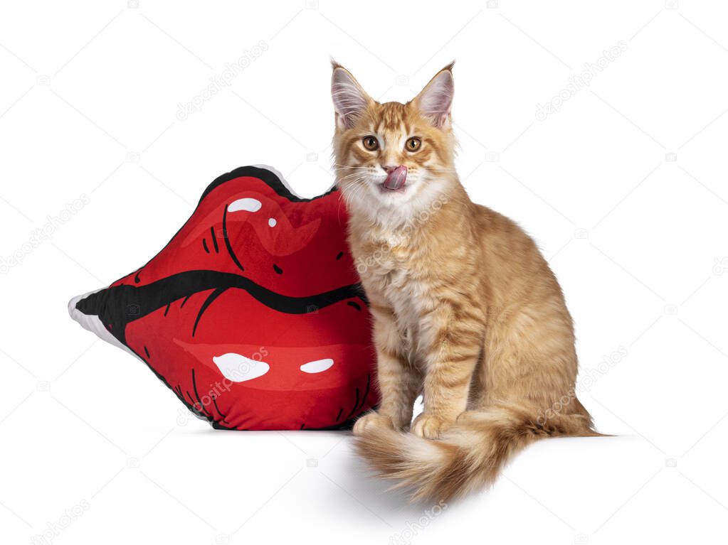 Handsome red (orange) Maine Coon cat kitten,sitting in front of red lipped shaped cushion. Licking mouth. Looking towards camera. Isolated on white background.