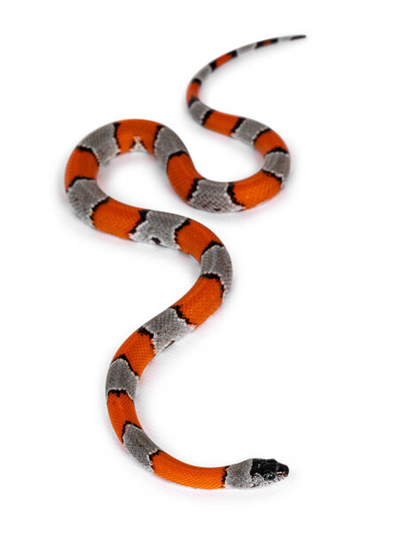 Young detailed shot of Grey banded King snake aka Lampropeltis Alterna bliari, isolated on a white background.