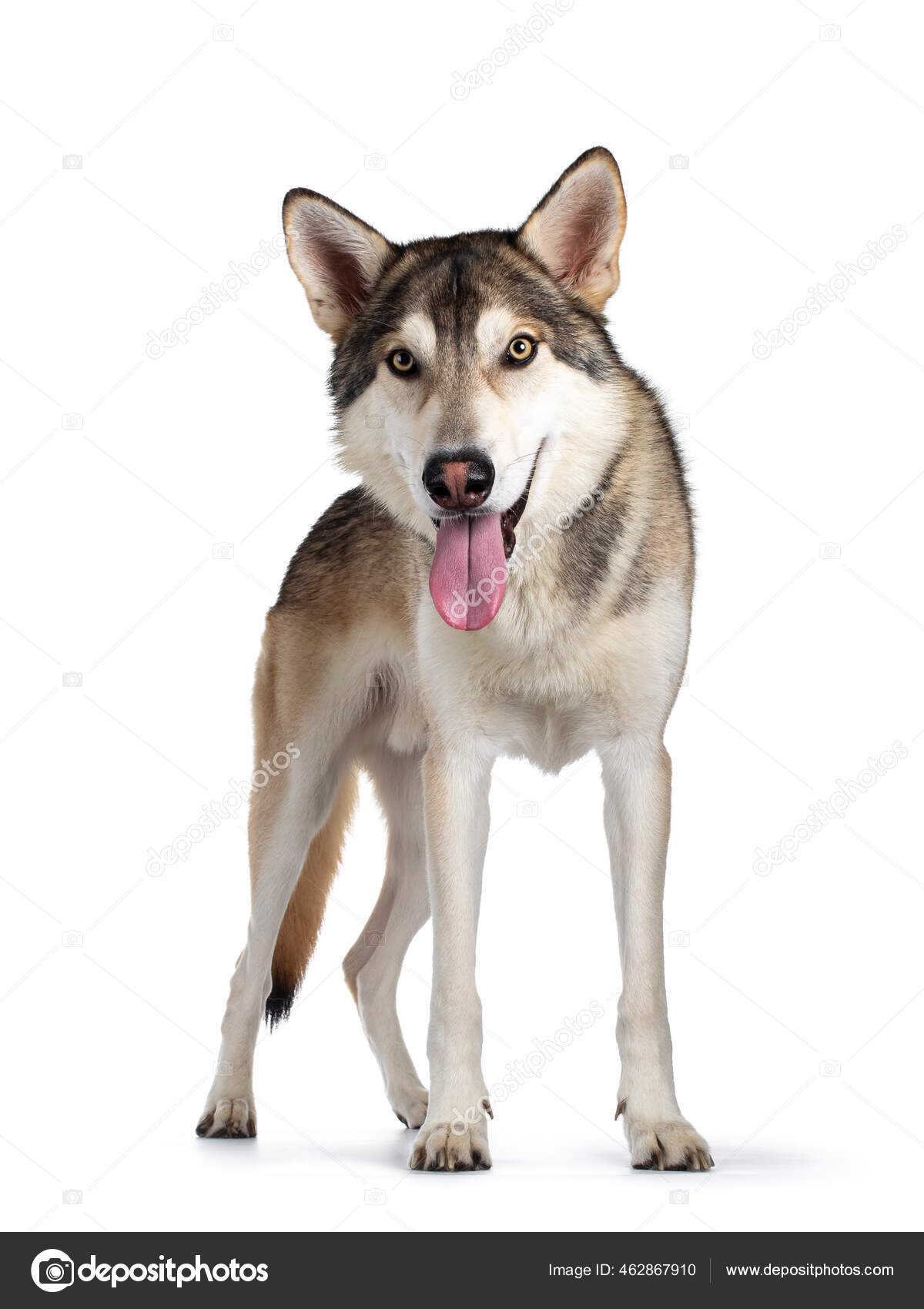 Kjekk Renraset Ulvehund Fra Tamaskan Ser Rett Inn Kameraet Med – stockfoto  © NynkevanHolten #462867910, image size:1200x1700