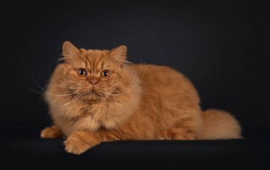 Etkileyici kırmızı İngiliz Uzun Saçlı kedisi, yan yana uzanıyor. Kameraya doğru bakıyorum. Siyah fırında izole edilmiş..