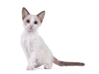 Sevimli mavi çift renkli kedi yavrusu LaPerm, yan yana duruyor. Mavi gözlü kameraya doğru bakıyor. Beyaz arkaplanda izole.