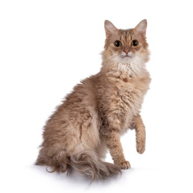 Tatlı, genç, yetişkin tarçınlı kedi, bir pençesi havada yan yana oturuyor. Kameraya doğru bakıyorum. Beyaz arkaplanda izole.
