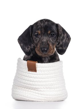 Süper sevimli siyah kaplan Dachshund namı diğer tekel köpek yavrusu, küçük beyaz örgü sepetinde oturuyor. Sarkık surat kameraya bakıyor. Beyaz arkaplanda izole.