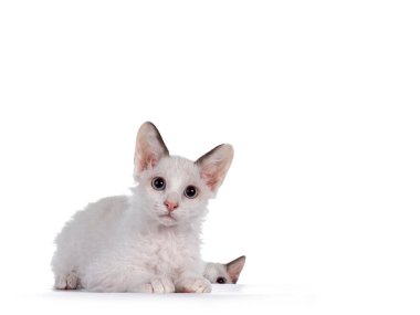 İki sevimli LaPerm kedi yavrusu, biri yere uzanmış, diğeri de kenarın arkasında. Mavi gözlü merceğe bakıyorum. Beyaz arkaplanda izole.