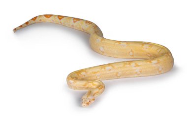Genç yetişkin Albino Boa yılanı. Beyaz arkaplanda izole.