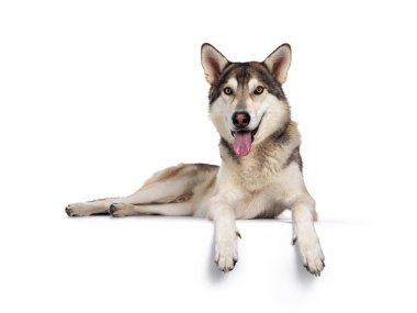 Yakışıklı safkan Tamaskan kurt köpeği. Pençeleri kenarda, yüzü koyun uzanıyor. Açık sarı gözlerle kameraya doğru bakıyor. Beyaz arka planda izole edilmiş. Ağzını aç, dilini çıkar..