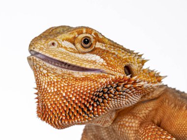 Head shit of young adult orange Bearded Dragon aka Pogona Vitticeps from the side. Isolated on white background.