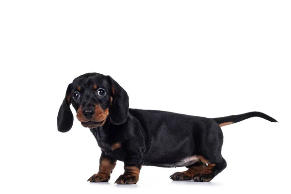 Adorable Black Tan Dachshund Aka Teckel Dog Puppy Standing Side — Stock Photo, Image