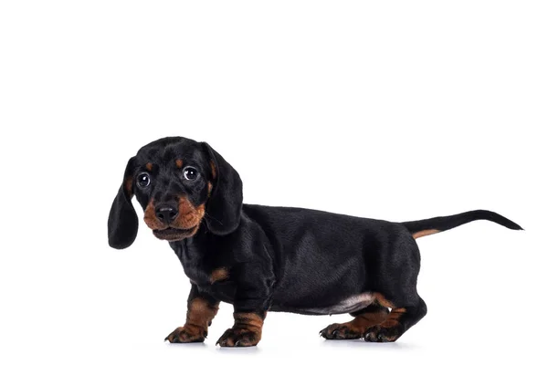 Sevimli siyah ve esmer Dachshund namı diğer Teckel köpek yavrusu, yan yana duruyor. Kameraya doğru bakıyorum. Beyaz arkaplanda izole.
