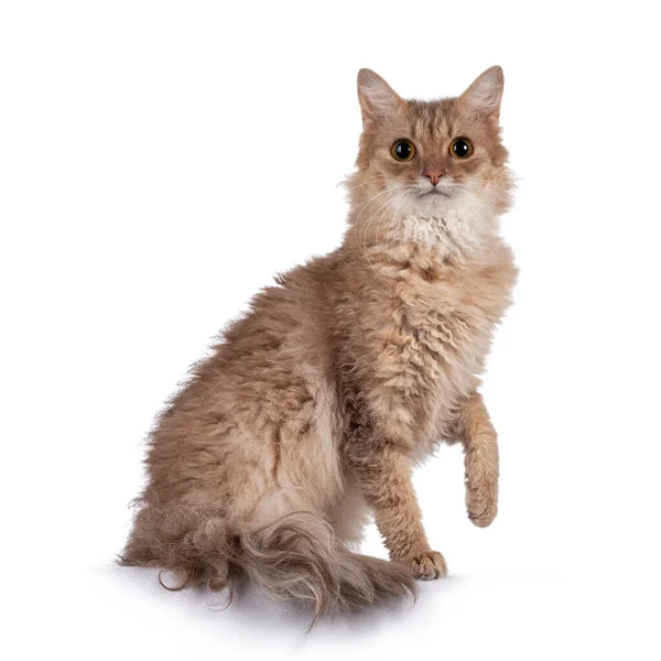 Tatlı, genç, yetişkin tarçınlı kedi, bir pençesi havada yan yana oturuyor. Kameraya doğru bakıyorum. Beyaz arkaplanda izole.