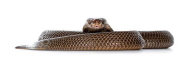 Adult Monocled cobra ak clipart