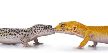 Yetişkin Super Hypo Tangerine Manderin leopar kertenkelesi Eublepharis macularius 'un baş fotoğrafı. Mack Snow 'u öpmek. Beyaz arkaplanda izole.