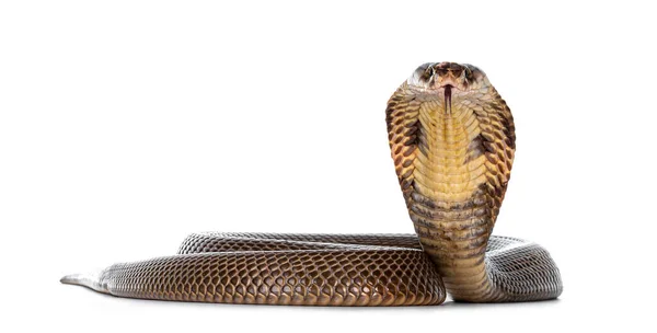 Felnőtt Monocled Kobra Akanaja Kaouthia Kígyó Védelmi Pozícióban Fehér Alapon — Stock Fotó