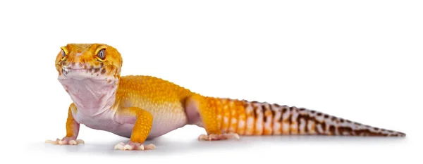 Dorosły Super Hypo Tangerine Manderin Lampart Gecko Aka Eublepharis Macularius — Zdjęcie stockowe