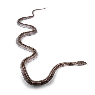 Genç Kömür Tessera çizgili Cornsnake namı diğer Elaphe guttatus veya Pantherophis guttatus 'un en iyi görüntüsü. Beyaz arkaplanda izole.