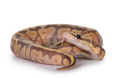 Süper Pastel Coralglow Ballpython diğer adıyla Python Rejimi, kıvrıldı. Başını kaldır ve dilini çıkar. Beyaz arkaplanda izole.