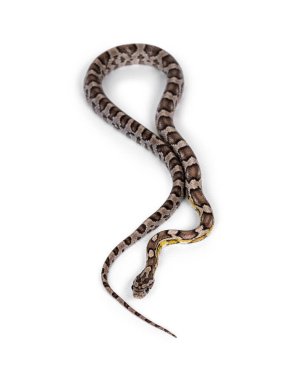 Genç hayalet görünümlü Cornsnake namı diğer Elaphe guttatus veya Pantherophis guttatus, beyaz arka planda izole.