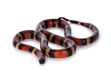 Yetişkin dişi Pueblan süt yılanı diğer adıyla Lampropeltis triangulum kampbelli yılanı, beyaz arka planda izole edilmiş..