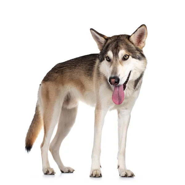 ハンサムな純血Tamaskanオオカミの犬 側道立っている 明るい黄色の目でカメラの横を見る 白い背景に隔離されている 口を開けて舌を出して頭を低くして — ストック写真