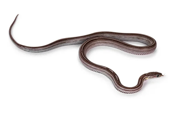 Juvenil Charcoal Tessera Listrado Cornsnake Aka Elaphe Guttatus Pantherophis Guttatus — Fotografia de Stock