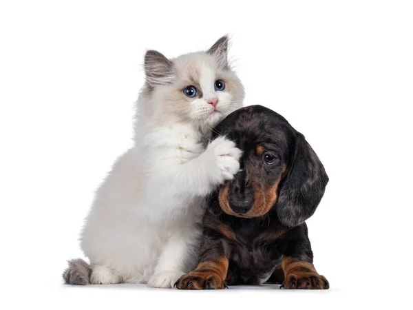 Sevimli Ragdoll kedi yavrusu kedi yavrusu ve Dachshund namı diğer tekel köpek yavrusu, birlikte oynuyorlar. Kameraya doğru bakıyorum. Beyaz arkaplanda izole.