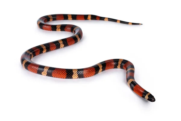 成年雌性普埃布拉乳蛇 亦称羊毛蛇 产于白色背景下 — 图库照片