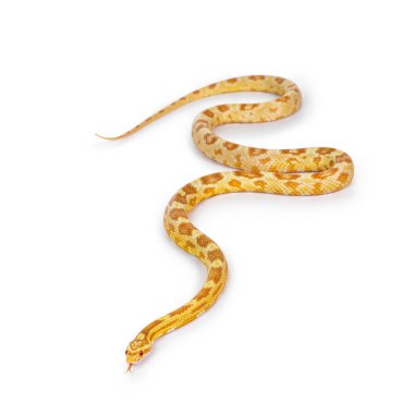 Genç tereyağı renkli Cornsnake namı diğer Elaphe guttatus veya Pantherophis guttatus yılanı. Beyaz arkaplanda izole.