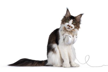 Yakışıklı Maine Rakunu, kulaklık takıyor. Sting yan yolları. Kameraya doğru bakıyor, beyaz arkaplanda izole edilmiş..