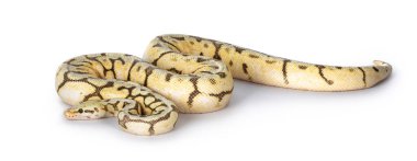 Tam vücut görünümü yetişkin Killerbee Ballpython nam-ı diğer Python Regius. Beyaz arkaplanda izole.