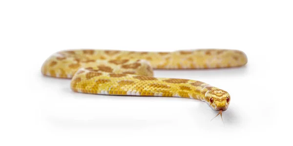 Young Butter Colored Cornsnake Aka Elaphe Guttatus Pantherophis Guttatus Snake — Stock Photo, Image