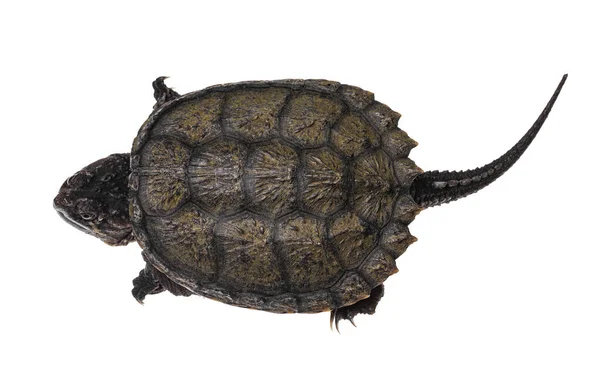 Vue Dessus Jeune Tortue Serpentine Isolée Sur Fond Blanc — Photo