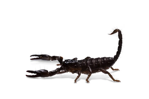 Вид Сбоку Молодого Азиатского Лесного Скорпиона Агрессивной Оборонительной Позе Изолированный — стоковое фото