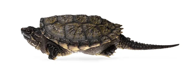Side View Young Common Snapping Turtle Isolad White Background — Stock Photo, Image