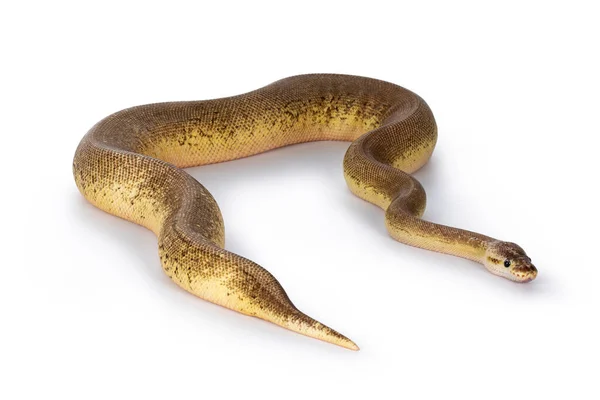 Erwachsene Nadelstreifen Zimt Pastell Feuerpython Alias Python Regius Snake Ganzkörperaufnahme — Stockfoto