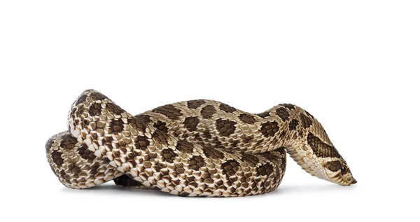 Batı Hognose Yılanı Namı Diğer Heterodon Nasicus Beyaz Arka Planda Telifsiz Stok Imajlar